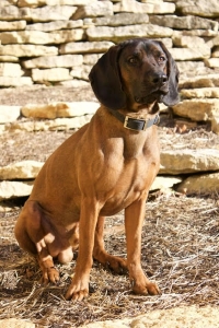 WI K9 SOS Image of files/Dog_Image/Jake. 200 x 300.jpg